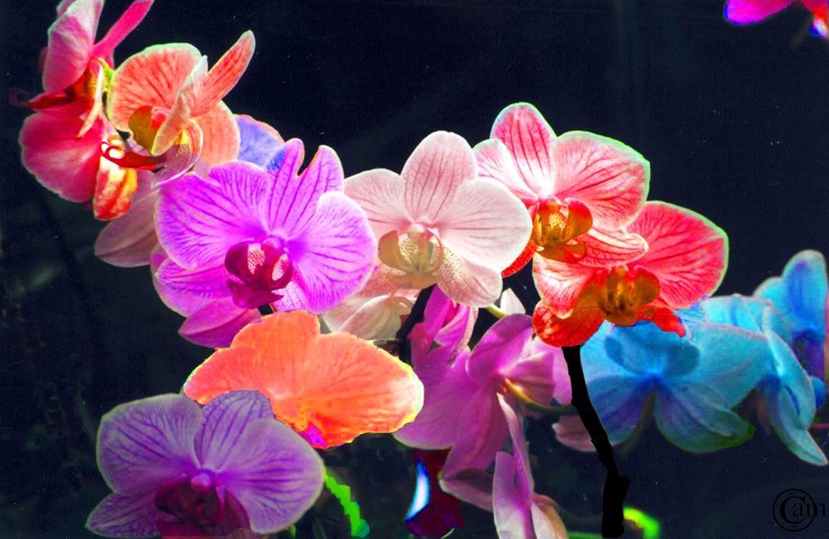 Orchide  